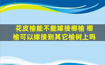 花皮榆能不能嫁接榔榆 榔榆可以嫁接到其它榆树上吗